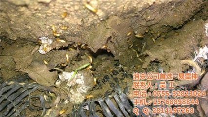深圳專業白蟻防治公司|白蟻防治|易雷神_深圳福田白蟻防治公司